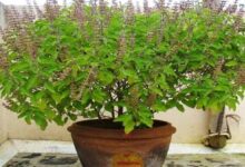 तुलसी लगाने का शुभ दिन: जिस दिन लगाई, मां लक्ष्मी करेंगी धनवर्षा