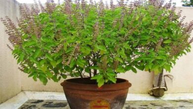 तुलसी लगाने का शुभ दिन: जिस दिन लगाई, मां लक्ष्मी करेंगी धनवर्षा
