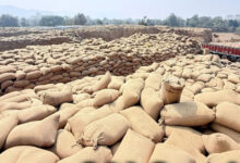 धान उठाव में सुस्ती पर सरकार का कड़ा रुख, मार्कफेड DMO किशोर चंद्रा हटाए गए