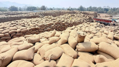 धान उठाव में सुस्ती पर सरकार का कड़ा रुख, मार्कफेड DMO किशोर चंद्रा हटाए गए