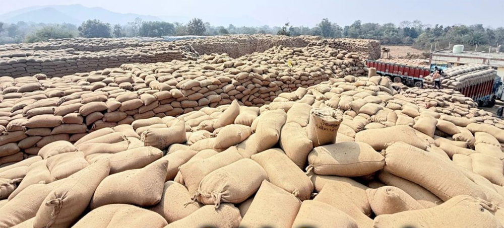 धान उठाव में सुस्ती पर सरकार का कड़ा रुख, मार्कफेड DMO किशोर चंद्रा हटाए गए