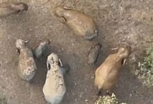 जंगल की दिल छू लेने वाली तस्वीर: मादा हथिनी की छाया में सुरक्षित दिखे नन्हें गजराज