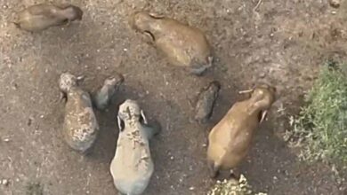 जंगल की दिल छू लेने वाली तस्वीर: मादा हथिनी की छाया में सुरक्षित दिखे नन्हें गजराज