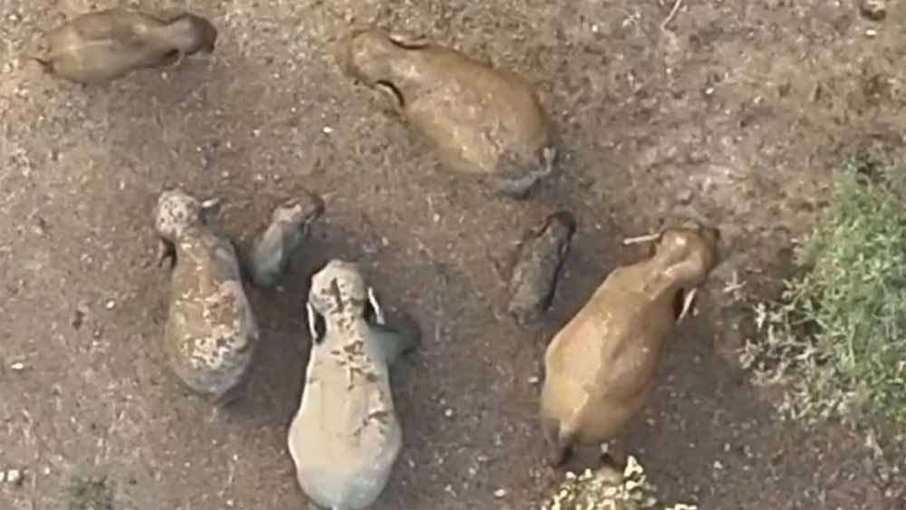 जंगल की दिल छू लेने वाली तस्वीर: मादा हथिनी की छाया में सुरक्षित दिखे नन्हें गजराज जंगल की दिल छू लेने वाली तस्वीर: मादा हथिनी की छाया में सुरक्षित दिखे नन्हें गजराज