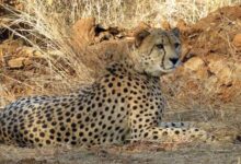 बोत्सवाना से 28 फरवरी को एमपी पहुंचेंगे आठ चीते, 2032 तक आत्मनिर्भर आबादी बनाने का लक्ष्य