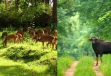 बारनवापारा अभयारण्य: हर मोड़ पर वन्य जीवन और प्रकृति की नई कहानी