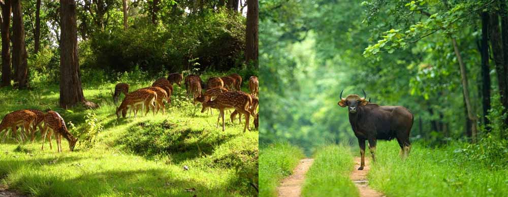 बारनवापारा अभयारण्य: हर मोड़ पर वन्य जीवन और प्रकृति की नई कहानी
