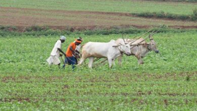 एमपी के हर किसान पर ₹74,420 का कर्ज, आंध्र के किसान ₹2.45 लाख के कर्जदार