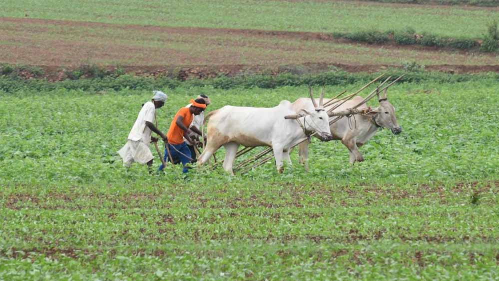 एमपी के हर किसान पर ₹74,420 का कर्ज, आंध्र के किसान ₹2.45 लाख के कर्जदार