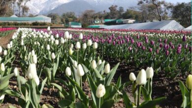देखा एक ख्वाब’ की फीलिंग चाहिए? पालमपुर में खुला देश का दूसरा ट्यूलिप गार्डन देखा एक ख्वाब’ की फीलिंग चाहिए? पालमपुर में खुला देश का दूसरा ट्यूलिप गार्डन