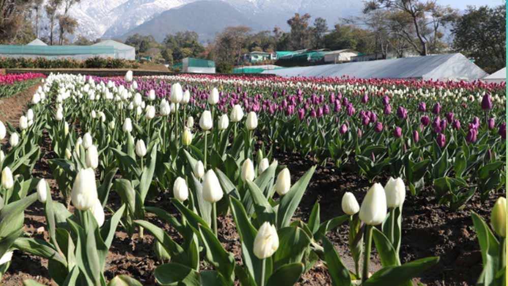 देखा एक ख्वाब’ की फीलिंग चाहिए? पालमपुर में खुला देश का दूसरा ट्यूलिप गार्डन देखा एक ख्वाब’ की फीलिंग चाहिए? पालमपुर में खुला देश का दूसरा ट्यूलिप गार्डन