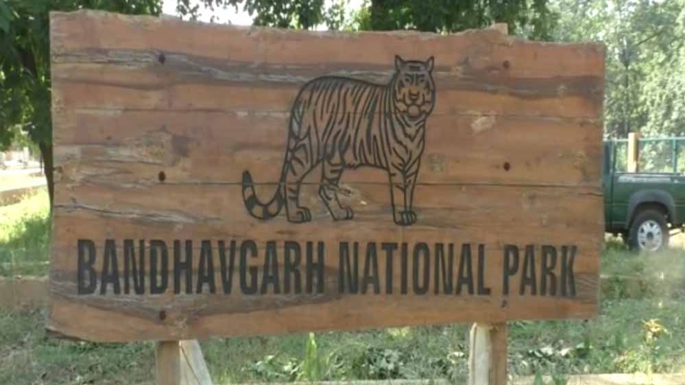 बांधवगढ़ टाइगर रिजर्व में लापरवाही भारी पड़ी: नियम तोड़ने पर 17 चालक और गाइडों को नोटिस