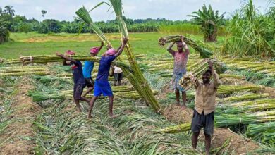 Chhattisgarh के गन्ना किसानों के खाते में करोड़ों की राशि, होली से पहले बड़ी राहत