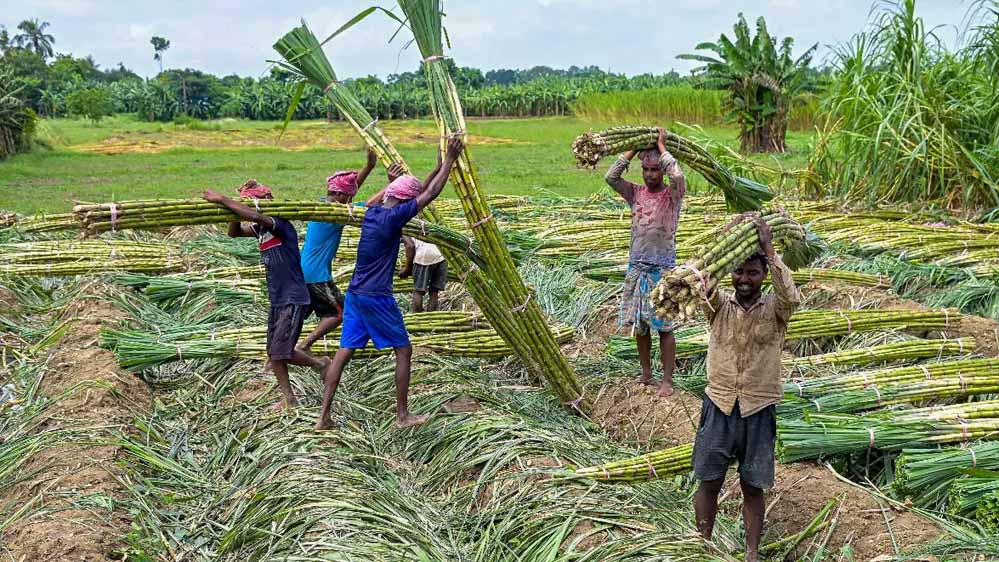 Chhattisgarh के गन्ना किसानों के खाते में करोड़ों की राशि, होली से पहले बड़ी राहत