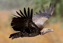 MP में पहली बार मोबाइल एप से होगी गिद्धों की गिनती, 7 प्रजातियों पर रखी जाएगी खास नजर