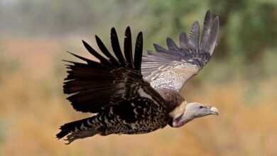 MP में पहली बार मोबाइल एप से होगी गिद्धों की गिनती, 7 प्रजातियों पर रखी जाएगी खास नजर MP में पहली बार मोबाइल एप से होगी गिद्धों की गिनती, 7 प्रजातियों पर रखी जाएगी खास नजर