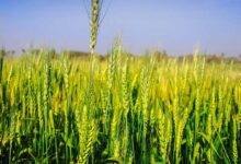 अचानक बढ़ी गर्मी से गेहूं की फसल पर खतरा, किसानों की बढ़ी चिंता