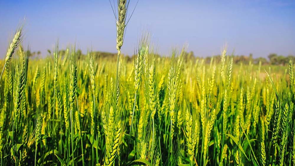 अचानक बढ़ी गर्मी से गेहूं की फसल पर खतरा, किसानों की बढ़ी चिंता