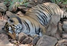 मां से बिछड़े ‘कान्हा’ बाघ की मौत, 27 दिन पहले छोड़ा गया जंगल में, दुर्गावती रिजर्व के कोर एरिया में मिला शव