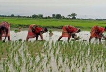 छत्तीसगढ़ सरकार की योजना: किसान तैयार हो जाएं, 1.5 लाख रुपये तक मिलेगा लाभ, जानें आवेदन प्रक्रिया