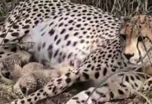 कूनो में खुशखबरी: ‘गामिनी’ ने दिया 3 शावकों को जन्म, चीतों का कुनबा बढ़कर हुआ 38