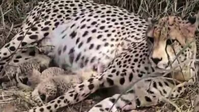 कूनो में खुशखबरी: ‘गामिनी’ ने दिया 3 शावकों को जन्म, चीतों का कुनबा बढ़कर हुआ 38 कूनो में खुशखबरी: ‘गामिनी’ ने दिया 3 शावकों को जन्म, चीतों का कुनबा बढ़कर हुआ 38
