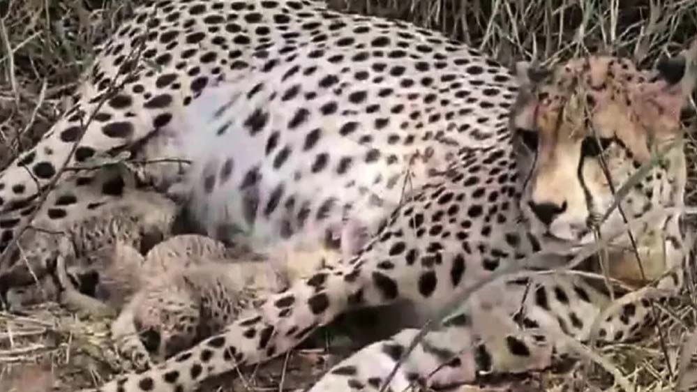 कूनो में खुशखबरी: ‘गामिनी’ ने दिया 3 शावकों को जन्म, चीतों का कुनबा बढ़कर हुआ 38