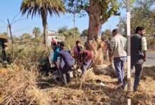 छत्तीसगढ़ से झारखंड गौवंश तस्करी का खुलासा, पुलिस पीछा में पलटी पिकअप, 3 गायों की मौत