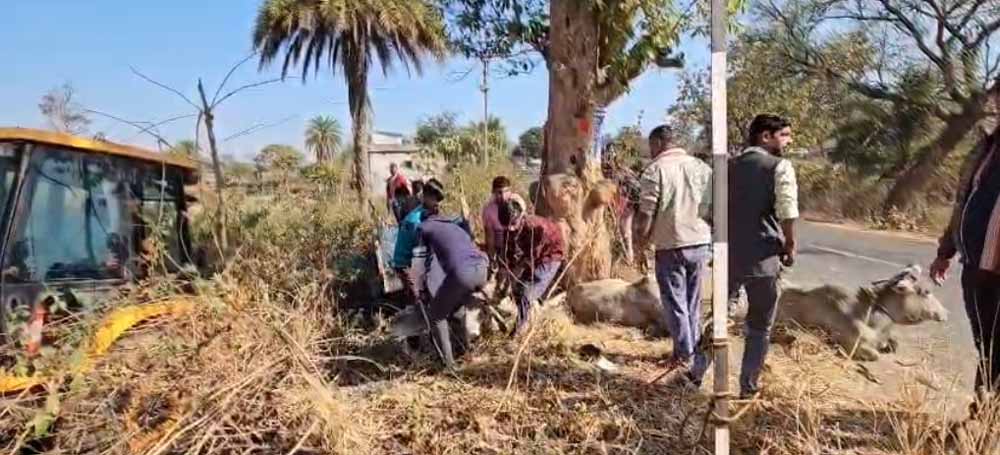 छत्तीसगढ़ से झारखंड गौवंश तस्करी का खुलासा, पुलिस पीछा में पलटी पिकअप, 3 गायों की मौत छत्तीसगढ़ से झारखंड गौवंश तस्करी का खुलासा, पुलिस पीछा में पलटी पिकअप, 3 गायों की मौत