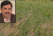 एमपी के 25 जिलों में बारिश से फसलें बर्बाद, सीएम मोहन ने दिए तत्काल राहत के निर्देश