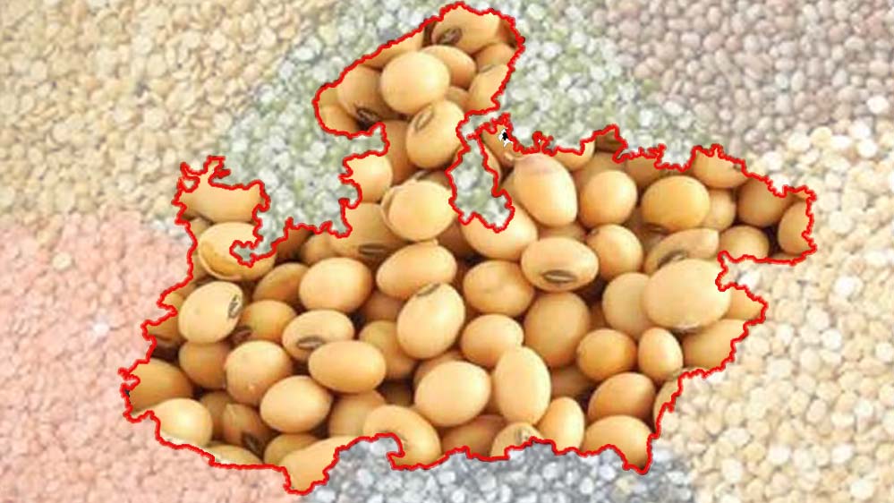 मध्यप्रदेश कृषि उत्पादन में देश के शीर्ष राज्यों में, खाद्यान्न, दलहन और तिलहन में अग्रणी