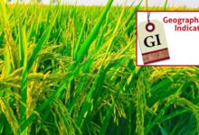 मध्य प्रदेश में अब तक बालाघाट का ‘चिन्नौर’ धान और रीवा का ‘सुंदरजा’ आम ही जीआइ टैग प्राप्त कर पाए