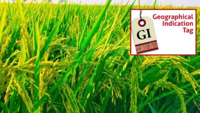 मध्य प्रदेश में अब तक बालाघाट का ‘चिन्नौर’ धान और रीवा का ‘सुंदरजा’ आम ही जीआइ टैग प्राप्त कर पाए