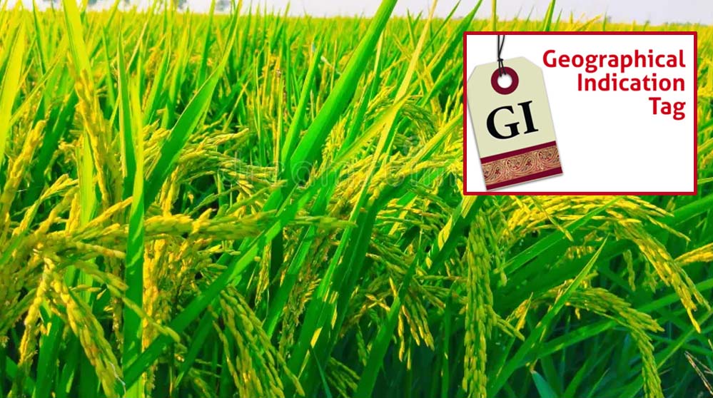 मध्य प्रदेश में अब तक बालाघाट का ‘चिन्नौर’ धान और रीवा का ‘सुंदरजा’ आम ही जीआइ टैग प्राप्त कर पाए