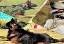 CRPF की K9 यूनिट बनी आतंकियों का खौफ, टॉयसन जैसे सैकड़ों डॉग कमांडो तैयार