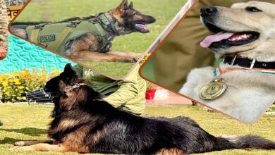 CRPF की K9 यूनिट बनी आतंकियों का खौफ, टॉयसन जैसे सैकड़ों डॉग कमांडो तैयार