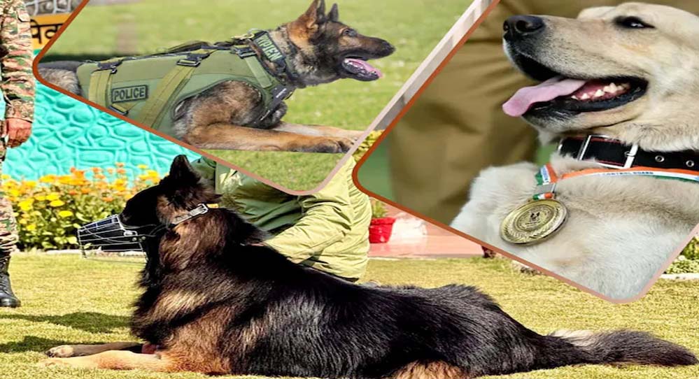 CRPF की K9 यूनिट बनी आतंकियों का खौफ, टॉयसन जैसे सैकड़ों डॉग कमांडो तैयार