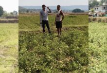 रायपुर : राष्ट्रीय बागवानी मिशन से किसानों को संबल : उन्नत तकनीक से टमाटर खेती में बढ़ा उत्पादन और मुनाफा