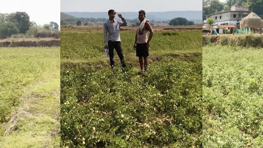 रायपुर : राष्ट्रीय बागवानी मिशन से किसानों को संबल : उन्नत तकनीक से टमाटर खेती में बढ़ा उत्पादन और मुनाफा