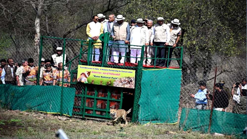 मिशन चीता की नई सफलता, बोत्सवाना से 9 और चीते कूनो पहुंचे, भारत में संख्या हुई 48 मिशन चीता की नई सफलता, बोत्सवाना से 9 और चीते कूनो पहुंचे, भारत में संख्या हुई 48