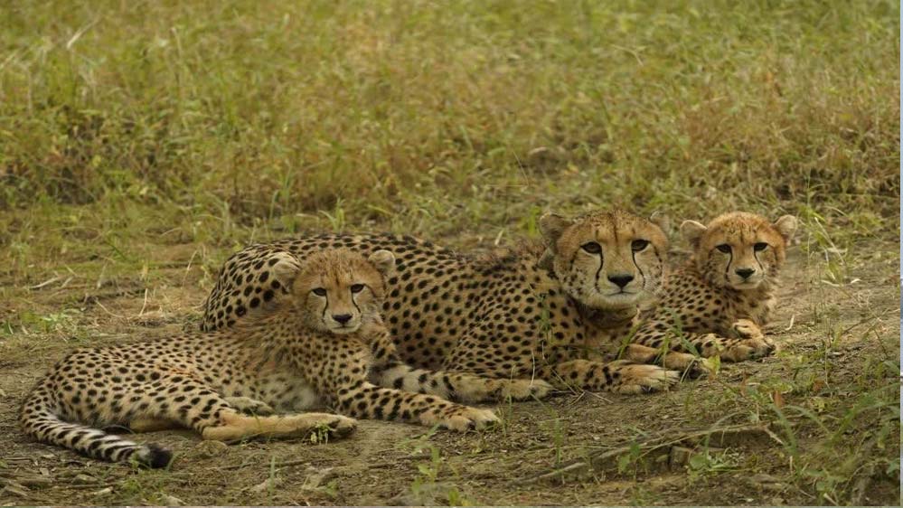 बोत्सवाना से भारत आए 9 चीते, कूनो नेशनल पार्क में हुए क्वारंटीन, केंद्रीय मंत्री ने प्रतीकात्मक रूप से रिलीज किया