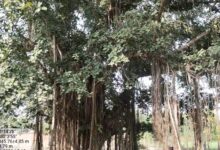 पन्ना में 100 साल से पुराने वृक्षों की खोज, बरगद, पीपल और नीम सहित कई पेड़ों का दस्तावेजीकरण