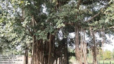 पन्ना में 100 साल से पुराने वृक्षों की खोज, बरगद, पीपल और नीम सहित कई पेड़ों का दस्तावेजीकरण पन्ना में 100 साल से पुराने वृक्षों की खोज, बरगद, पीपल और नीम सहित कई पेड़ों का दस्तावेजीकरण