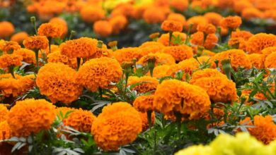 सिंहस्थ के लिए 4200 हेक्टेयर में होगी फूलों की खेती, विशेष क्लस्टर बनाए जाने की योजना, केंद्र से मंजूरी मांगी