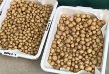 ग्वालियर के वैज्ञानिकों ने हवा में उगाया आलू, 1KG बीज से 400 किलो आलू, बीमारी मुक्त खेती की सफलता