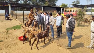 मध्य प्रदेश में बकरी पालन पर 50% सब्सिडी, सरकार का राष्ट्रीय पशुधन मिशन से किसानों को मिलेगा सुपरहिट बिजनेस मौका मध्य प्रदेश में बकरी पालन पर 50% सब्सिडी, सरकार का राष्ट्रीय पशुधन मिशन से किसानों को मिलेगा सुपरहिट बिजनेस मौका