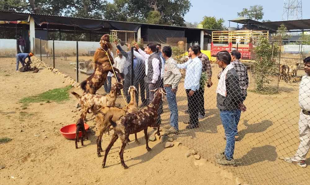 मध्य प्रदेश में बकरी पालन पर 50% सब्सिडी, सरकार का राष्ट्रीय पशुधन मिशन से किसानों को मिलेगा सुपरहिट बिजनेस मौका