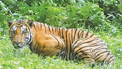 अंतर्राष्ट्रीय बाघ शिकारी आदिन सिंह उर्फ कल्ला बावरिया को 4 वर्ष की सजा