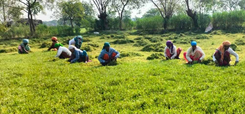 धान से ब्राम्ही तक: कम लागत में ज्यादा मुनाफे की राह पर किसान