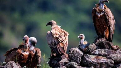 पहली बार ऑनलाइन ऐप से होगी गिद्ध गणना पहली बार ऑनलाइन ऐप से होगी गिद्ध गणना